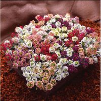 APHRODITE MIX